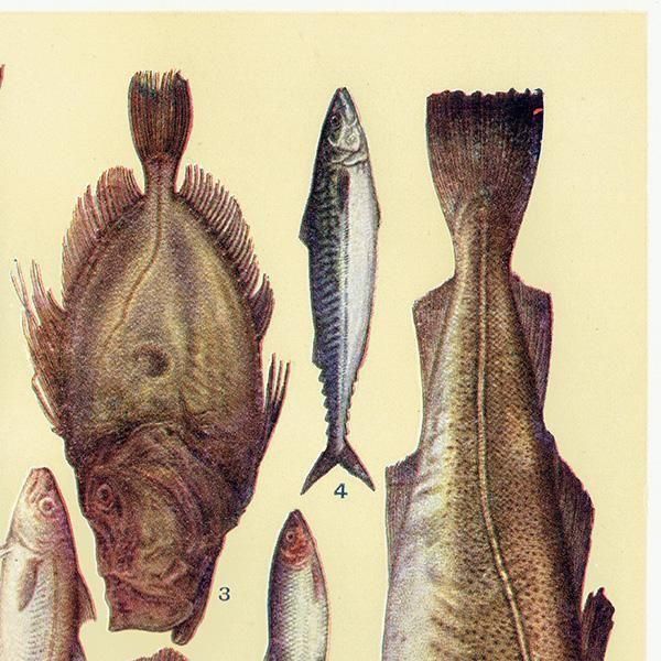 ߥӡȥβܤ  FISH 1923ǯ ꥹƥץ 0165