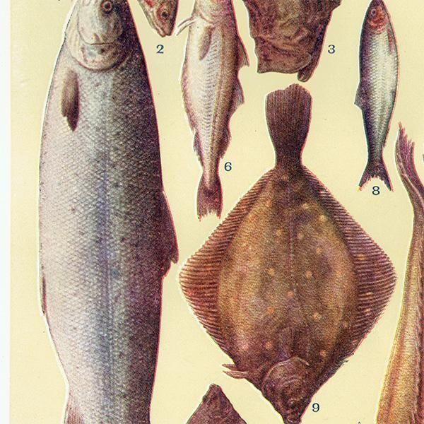 ߥӡȥβܤ  FISH 1923ǯ ꥹƥץ 0165
