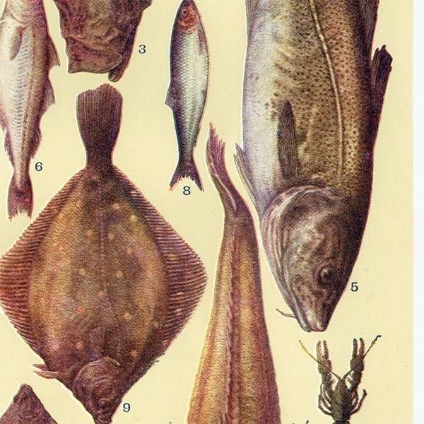 ߥӡȥβܤ  FISH 1923ǯ ꥹƥץ 0165