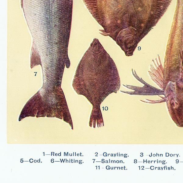 ߥӡȥβܤ  FISH 1923ǯ ꥹƥץ 0165
