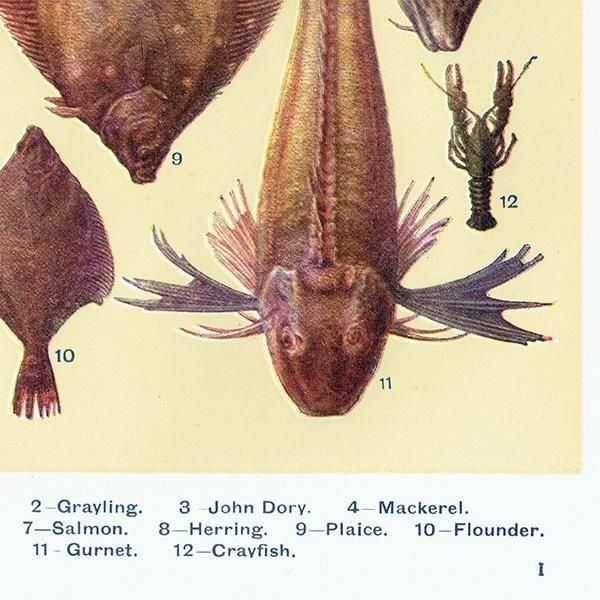 ߥӡȥβܤ  FISH 1923ǯ ꥹƥץ 0165