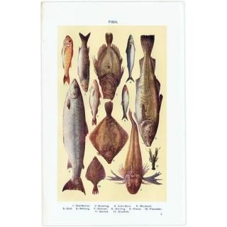 ߥӡȥβܤ  FISH 1923ǯ ꥹƥץ 0165