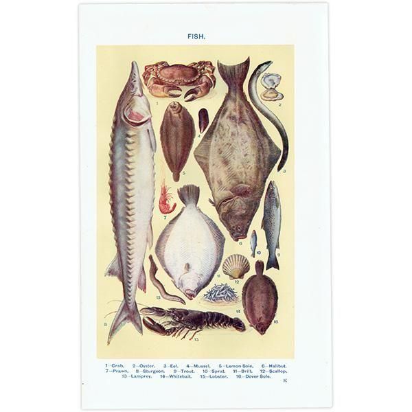 ߥӡȥβܤ  FISH 1923ǯ ꥹƥץ 0166