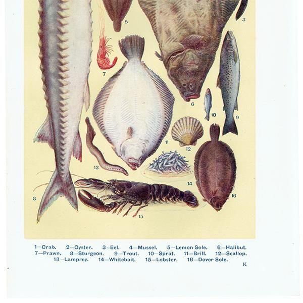 ߥӡȥβܤ  FISH 1923ǯ ꥹƥץ 0166