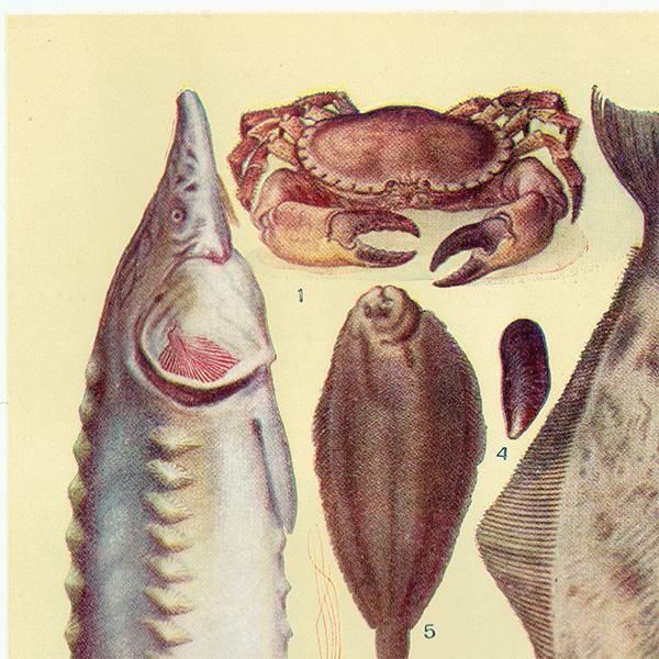 ߥӡȥβܤ  FISH 1923ǯ ꥹƥץ 0166