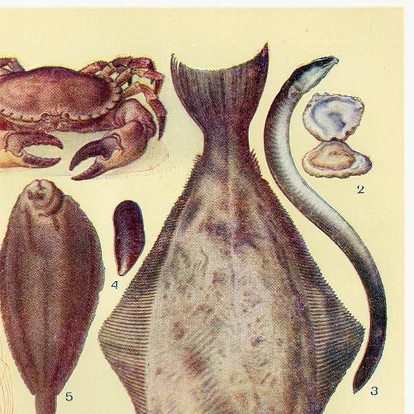 ߥӡȥβܤ  FISH 1923ǯ ꥹƥץ 0166