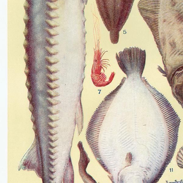ߥӡȥβܤ  FISH 1923ǯ ꥹƥץ 0166