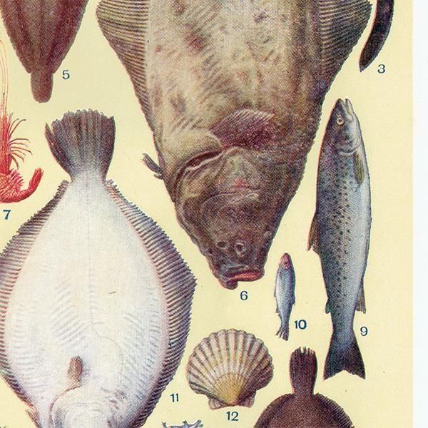 ߥӡȥβܤ  FISH 1923ǯ ꥹƥץ 0166