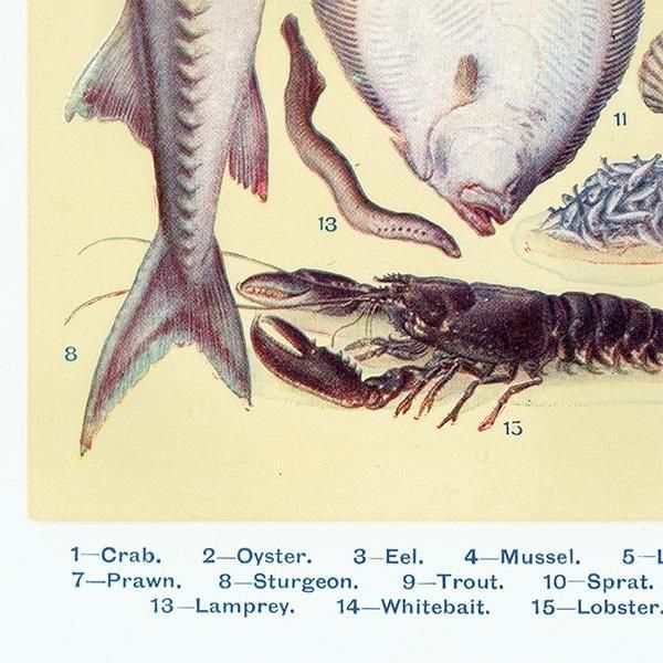 ߥӡȥβܤ  FISH 1923ǯ ꥹƥץ 0166