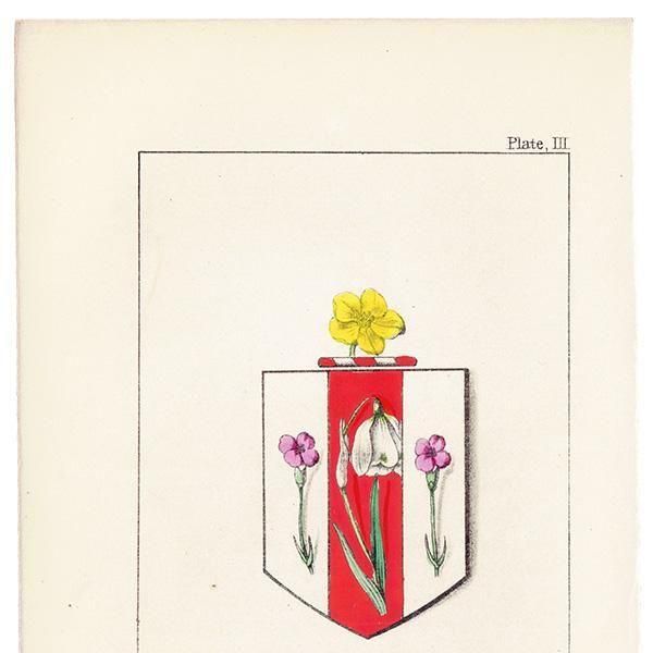 ꥹ ƥ ֤ ܥ˥륢 ̥ʥǥproliferous pinkˡΡɥå (snowdrop)  1851ǯ 1027
