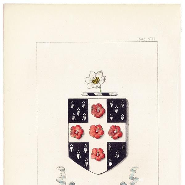 ꥹ ƥ ֤ ܥ˥륢 Хʥϥ١scarlet pimpernelˡ˥(srat of Bethlehem)  1851ǯ 1032