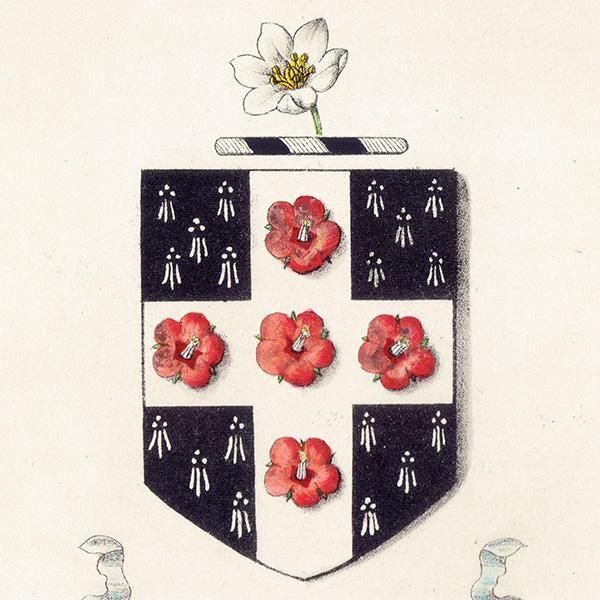 ꥹ ƥ ֤ ܥ˥륢 Хʥϥ١scarlet pimpernelˡ˥(srat of Bethlehem)  1851ǯ 1032