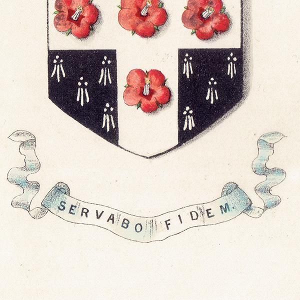 ꥹ ƥ ֤ ܥ˥륢 Хʥϥ١scarlet pimpernelˡ˥(srat of Bethlehem)  1851ǯ 1032