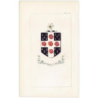 ꥹ ƥ ֤ ܥ˥륢 Хʥϥ١scarlet pimpernelˡ˥(srat of Bethlehem)  1851ǯ 1032