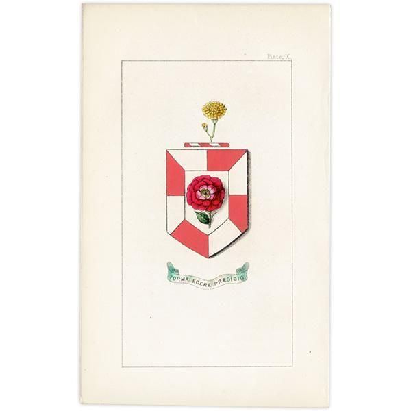 ꥹ ƥ ֤ ܥ˥륢 ޥdamask roseˡʥݥ°Hieracium paludosum)  1851ǯ 1034