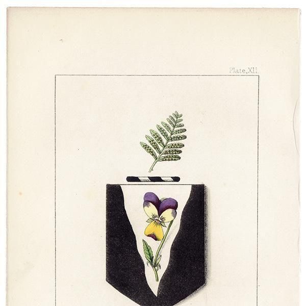 ꥹ ƥ ֤ ܥ˥륢 󥷥ߥViola tricolorˤȥspring of fern1851ǯ 1036