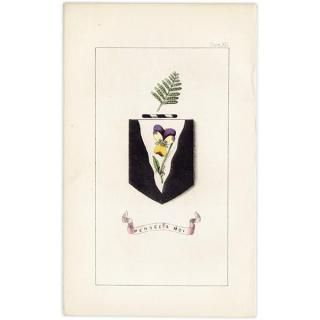 ꥹ ƥ ֤ ܥ˥륢 󥷥ߥViola tricolorˤȥspring of fern1851ǯ 1036