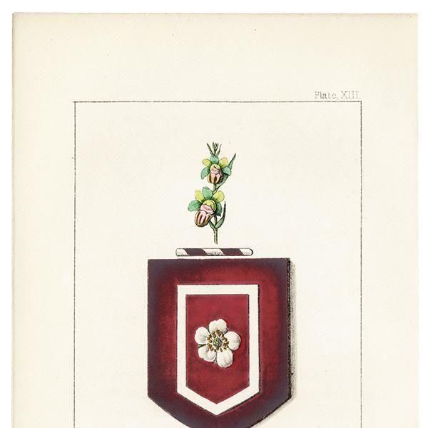 ꥹ ƥ ֤ ܥ˥륢 β֡strawberry flowerˤȥspider ophrys1851ǯ 1037