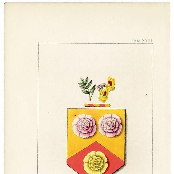ꥹ ƥ ֤ ܥ˥륢 HollyhockˡϥCoronilla glauca)  1851ǯ 1047