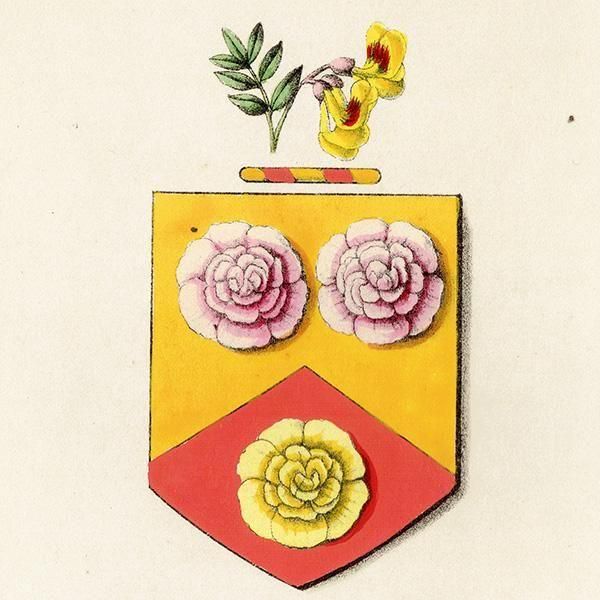 ꥹ ƥ ֤ ܥ˥륢 HollyhockˡϥCoronilla glauca)  1851ǯ 1047