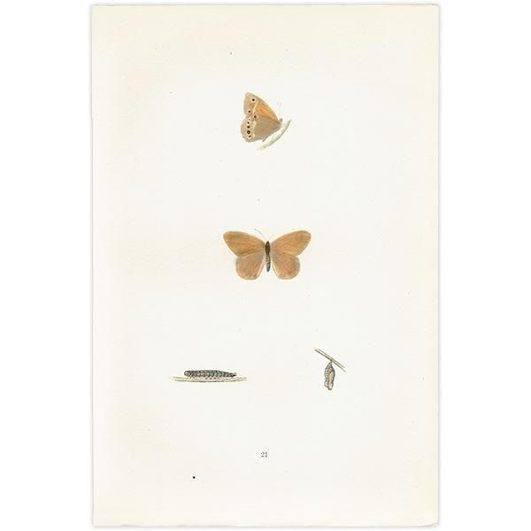 HEATH BUTTERFLY ĳХե饤  ꥹ ƥ ǲ 1908ǯ 1047