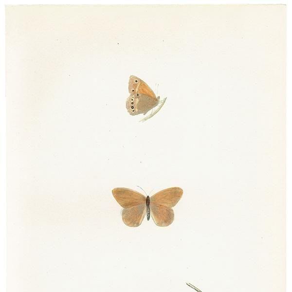 HEATH BUTTERFLY ĳХե饤  ꥹ ƥ ǲ 1908ǯ 1047