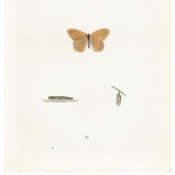 HEATH BUTTERFLY ĳХե饤  ꥹ ƥ ǲ 1908ǯ 1047