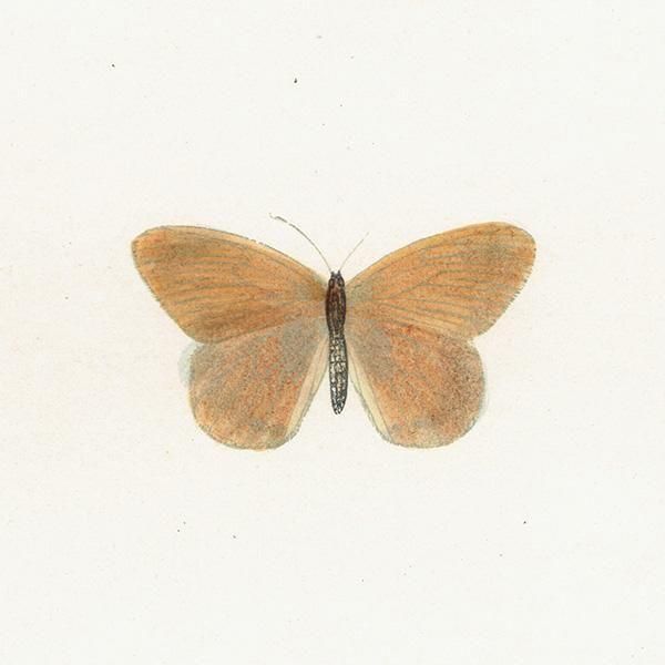 HEATH BUTTERFLY ĳХե饤  ꥹ ƥ ǲ 1908ǯ 1047