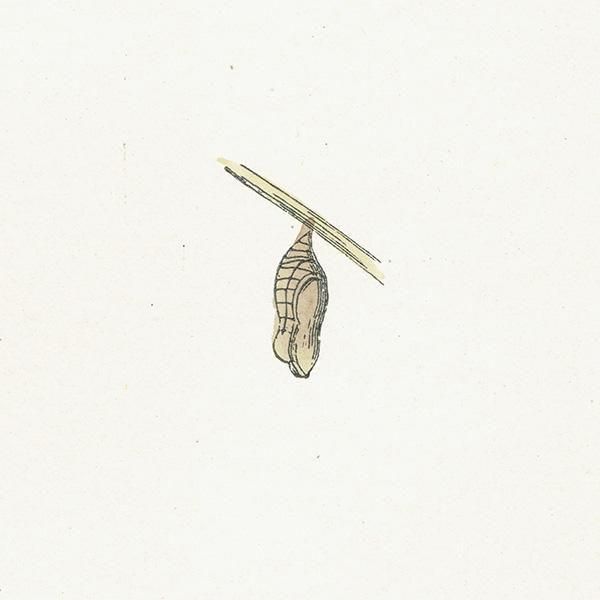 HEATH BUTTERFLY ĳХե饤  ꥹ ƥ ǲ 1908ǯ 1047