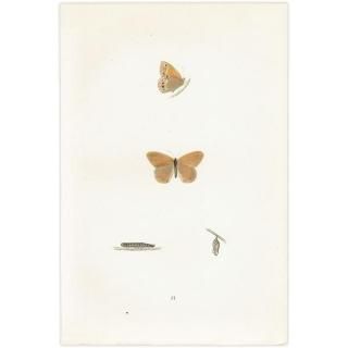 HEATH BUTTERFLY ĳХե饤  ꥹ ƥ ǲ 1908ǯ 1047