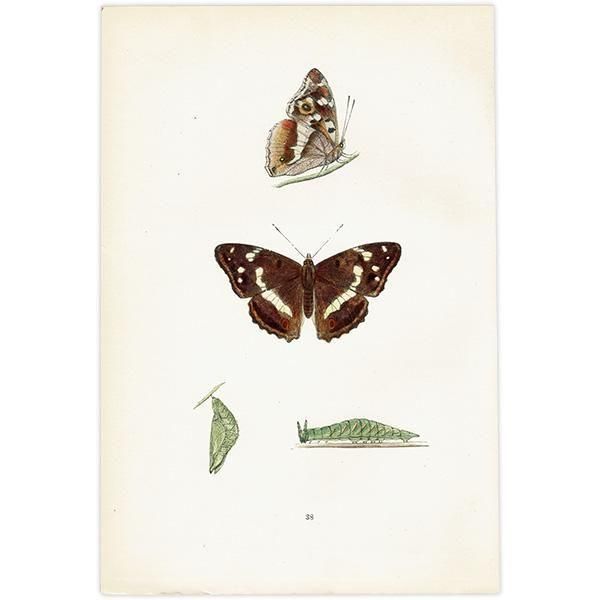 饵 PURPLE EMPEROR ĳХե饤  ꥹ ƥ ǲ 1908ǯ 1048