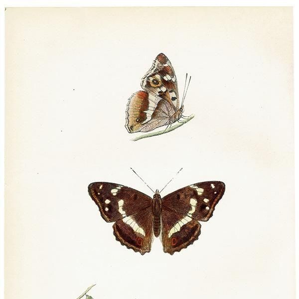 饵 PURPLE EMPEROR ĳХե饤  ꥹ ƥ ǲ 1908ǯ 1048