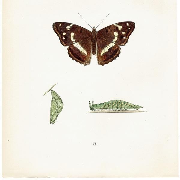 饵 PURPLE EMPEROR ĳХե饤  ꥹ ƥ ǲ 1908ǯ 1048
