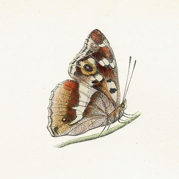饵 PURPLE EMPEROR ĳХե饤  ꥹ ƥ ǲ 1908ǯ 1048