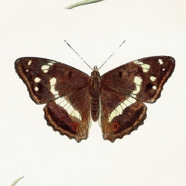 饵 PURPLE EMPEROR ĳХե饤  ꥹ ƥ ǲ 1908ǯ 1048