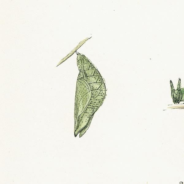 饵 PURPLE EMPEROR ĳХե饤  ꥹ ƥ ǲ 1908ǯ 1048