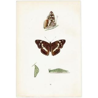 蝶(Butterfly) - インテリアにプラスしたくなる アンティーク 蝶(Butterfly) - インテリアにプラスしたくなる アンティーク
