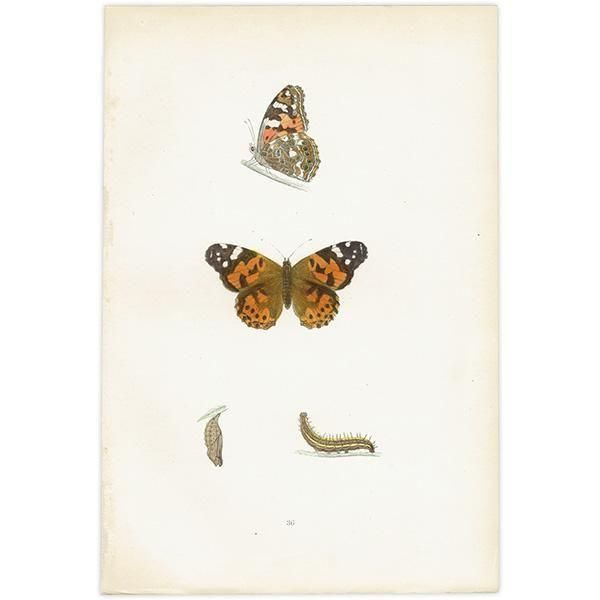 ҥᥢƥ PAINTED LADY ĳХե饤  ꥹ ƥ ǲ 1908ǯ 1049