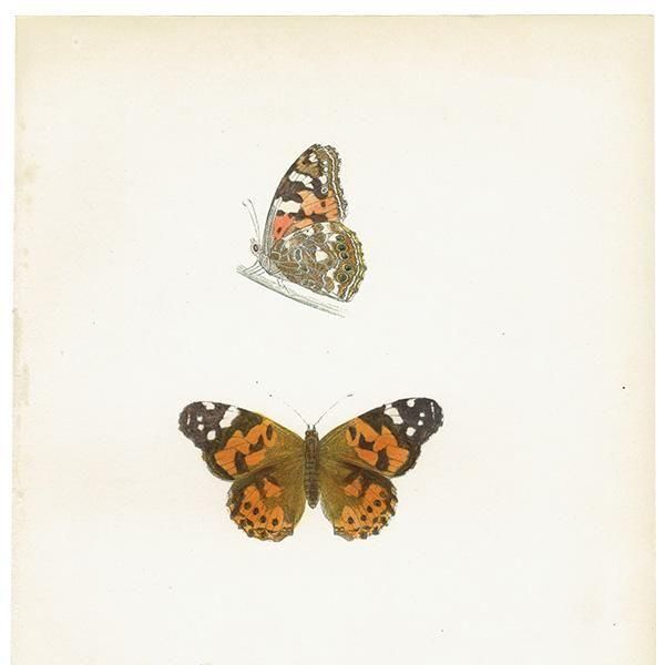 ҥᥢƥ PAINTED LADY ĳХե饤  ꥹ ƥ ǲ 1908ǯ 1049