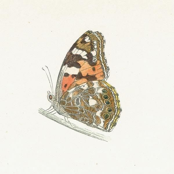 ҥᥢƥ PAINTED LADY ĳХե饤  ꥹ ƥ ǲ 1908ǯ 1049