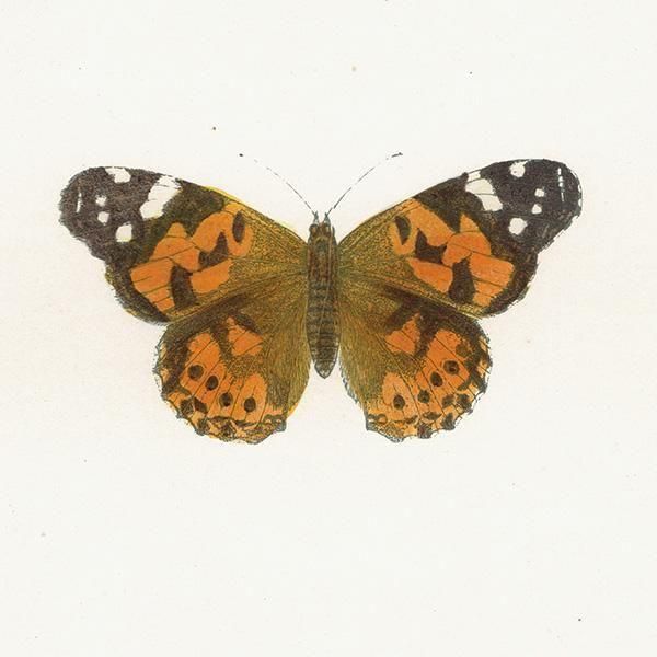 ҥᥢƥ PAINTED LADY ĳХե饤  ꥹ ƥ ǲ 1908ǯ 1049
