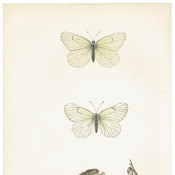 祦 BLACK VEINED ĳХե饤  ꥹ ƥ ǲ 1908ǯ 1050