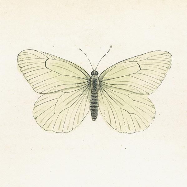 祦 BLACK VEINED ĳХե饤  ꥹ ƥ ǲ 1908ǯ 1050