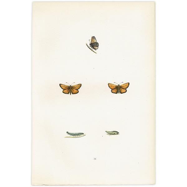 ٥ȥꥹХͥ SMALL SKIPPER ĳХե饤  ꥹ ƥ ǲ 1908ǯ 1051