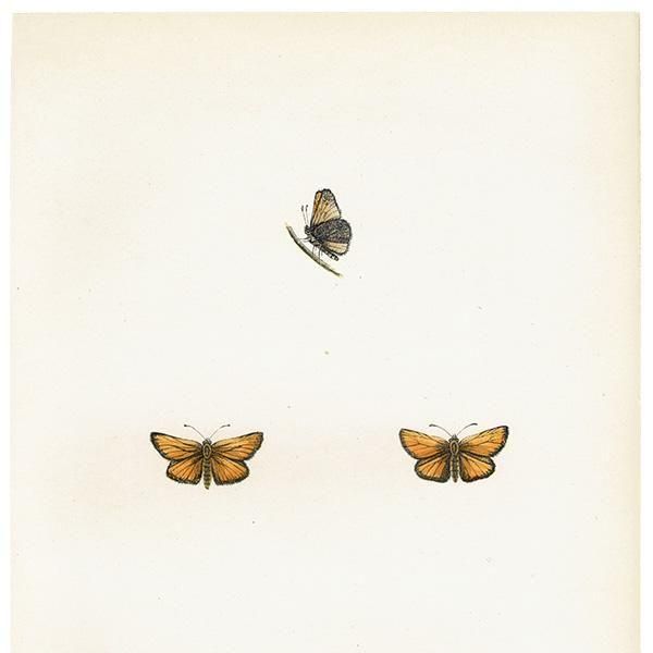 ٥ȥꥹХͥ SMALL SKIPPER ĳХե饤  ꥹ ƥ ǲ 1908ǯ 1051