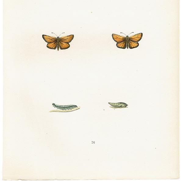 ٥ȥꥹХͥ SMALL SKIPPER ĳХե饤  ꥹ ƥ ǲ 1908ǯ 1051