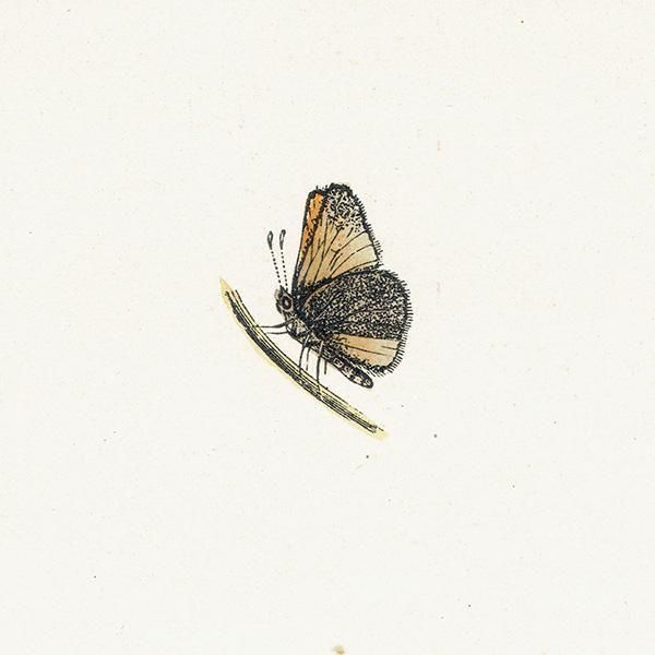 ٥ȥꥹХͥ SMALL SKIPPER ĳХե饤  ꥹ ƥ ǲ 1908ǯ 1051