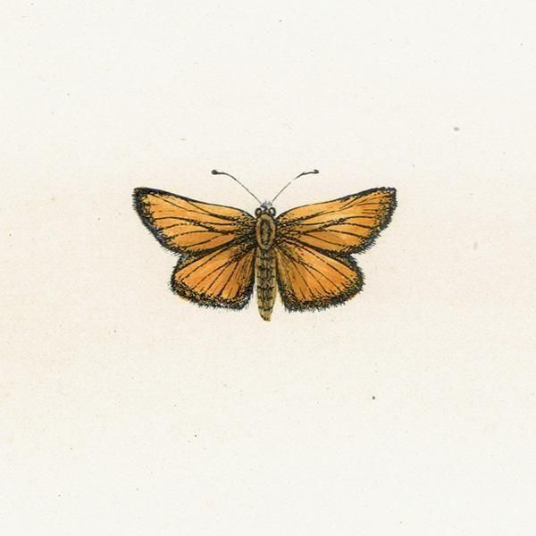 ٥ȥꥹХͥ SMALL SKIPPER ĳХե饤  ꥹ ƥ ǲ 1908ǯ 1051