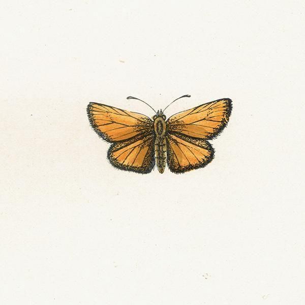 ٥ȥꥹХͥ SMALL SKIPPER ĳХե饤  ꥹ ƥ ǲ 1908ǯ 1051