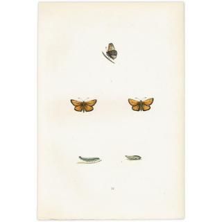 ٥ȥꥹХͥ SMALL SKIPPER ĳХե饤  ꥹ ƥ ǲ 1908ǯ 1051
